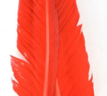 Nature's Spirit Goose Quills 6 Nature's Spirit Goose Quills