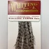 Whiting 100 Pack Dry Fly Hackle - Grizzly Dyed Medium Dun - 12