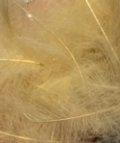 TroutHunter Premium CDC 35 TroutHunter Premium CDC