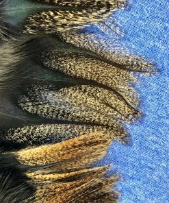 Pablo Hackle Spanish Coq De Leon