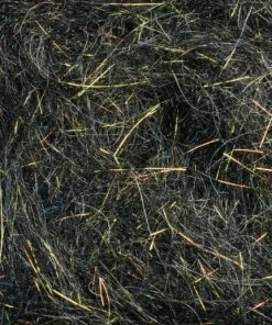 Rohmer Dubbing Arizona Simi Seal